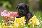 4 weeks old Miniature Schnauzer