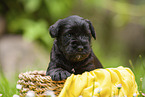4 weeks old Miniature Schnauzer