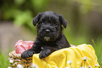 4 weeks old Miniature Schnauzer