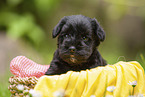 4 weeks old Miniature Schnauzer