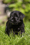 Miniature Schnauzer puppy