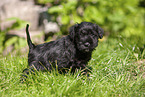 Miniature Schnauzer puppy