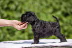 Miniature Schnauzer puppy