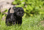 Miniature Schnauzer puppy