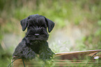 Miniature Schnauzer puppy