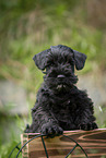 Miniature Schnauzer puppy