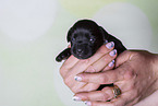 2 weeks old Miniature Schnauzer