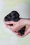 2 weeks old Miniature Schnauzer