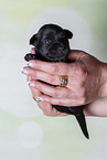2 weeks old Miniature Schnauzer