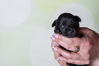 2 weeks old Miniature Schnauzer