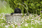 4 weeks old Miniature Schnauzer
