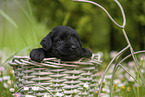 4 weeks old Miniature Schnauzer