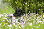 4 weeks old Miniature Schnauzer