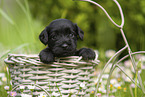 4 weeks old Miniature Schnauzer
