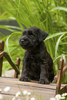 Miniature schnauzer puppy on small wooden bridge