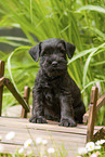 Miniature schnauzer puppy on small wooden bridge