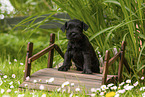 Miniature schnauzer puppy on small wooden bridge