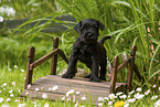 Miniature schnauzer puppy on small wooden bridge