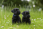 2 Miniature Schnauzer puppies