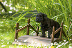 Miniature schnauzer puppy on small wooden bridge