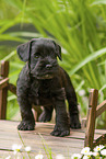 Miniature schnauzer puppy on small wooden bridge