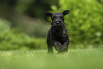 running Miniature Schnauzer puppy