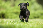running Miniature Schnauzer puppy