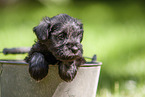 Miniature schnauzer puppy in bucket