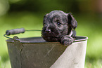 Miniature schnauzer puppy in bucket