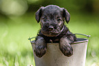 Miniature schnauzer puppy in bucket