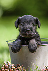 Miniature schnauzer puppy in bucket