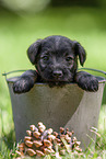 Miniature schnauzer puppy in bucket