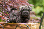 Miniature schnauzer puppy in wooden cart