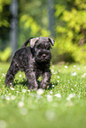 Miniature Schnauzer puppy