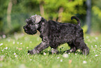 running Miniature Schnauzer puppy