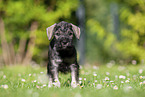 Miniature Schnauzer puppy