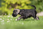 running Miniature Schnauzer puppy