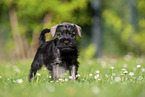 Miniature Schnauzer puppy
