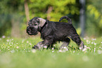 running Miniature Schnauzer puppy