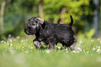 Miniature Schnauzer puppy