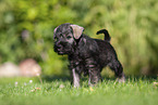 Miniature Schnauzer puppy