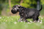 running Miniature Schnauzer puppy