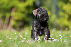 Miniature Schnauzer puppy