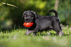 running Miniature Schnauzer puppy