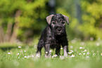 Miniature Schnauzer puppy