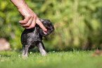 Miniature Schnauzer puppy