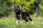 Miniature Schnauzer puppy