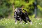 Miniature Schnauzer puppy