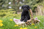 4 weeks old Miniature Schnauzer