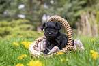 4 weeks old Miniature Schnauzer